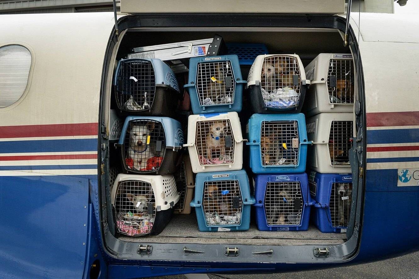 В самолет можно кот. Отсек для животных в самолете. Багажный отсек для животных. Перевоз животных в самолете. Транспортировка животных в самолете.