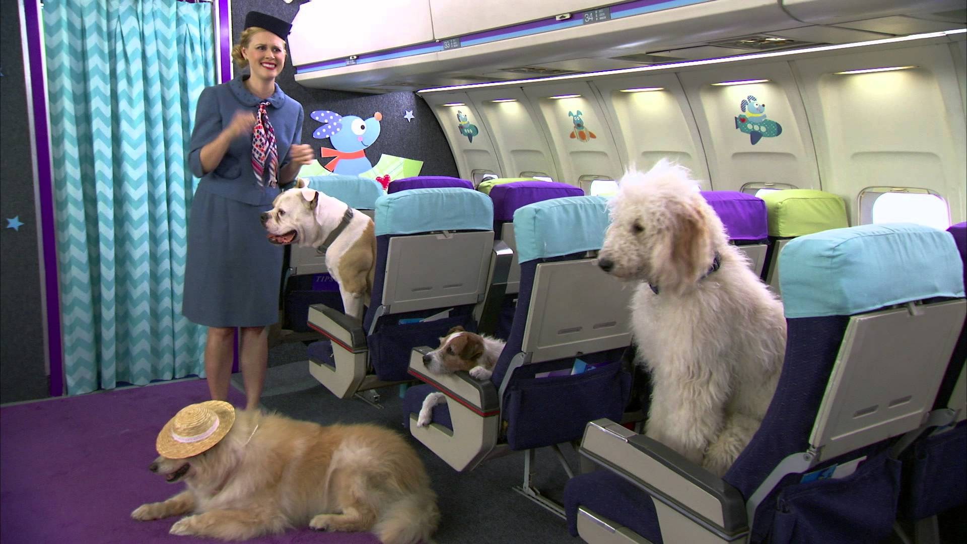 Выезд собаки за границу. Отсек для животных в самолете s7. S7 переноска для животных в салоне. Животные в салоне самолета. Собака в самолете.