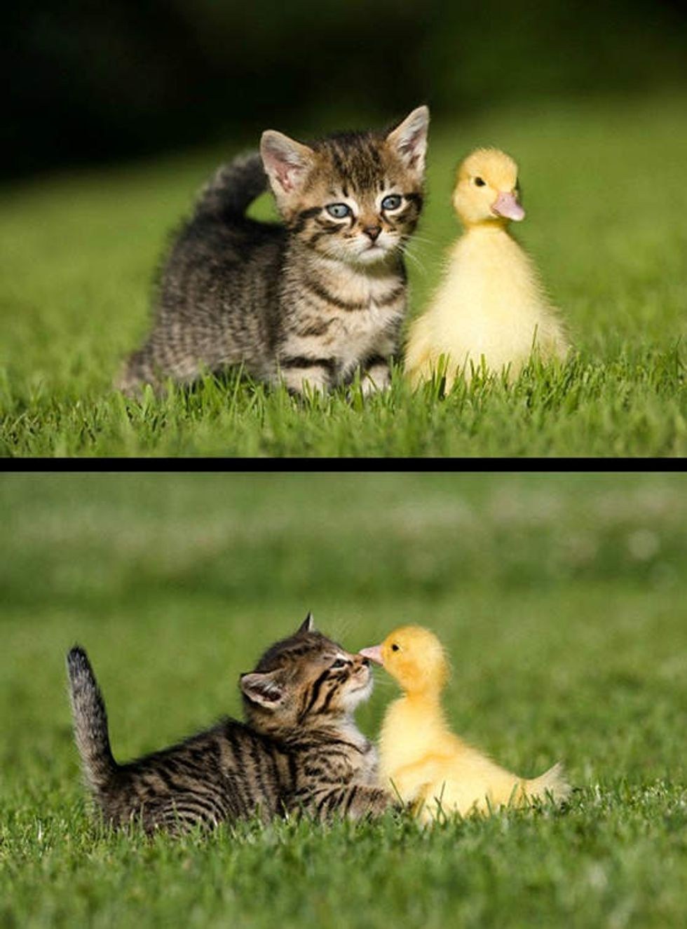 Cat duck. Кот и утенок. Утка и котенок. Милые котята и утята. Котенок и уточка.