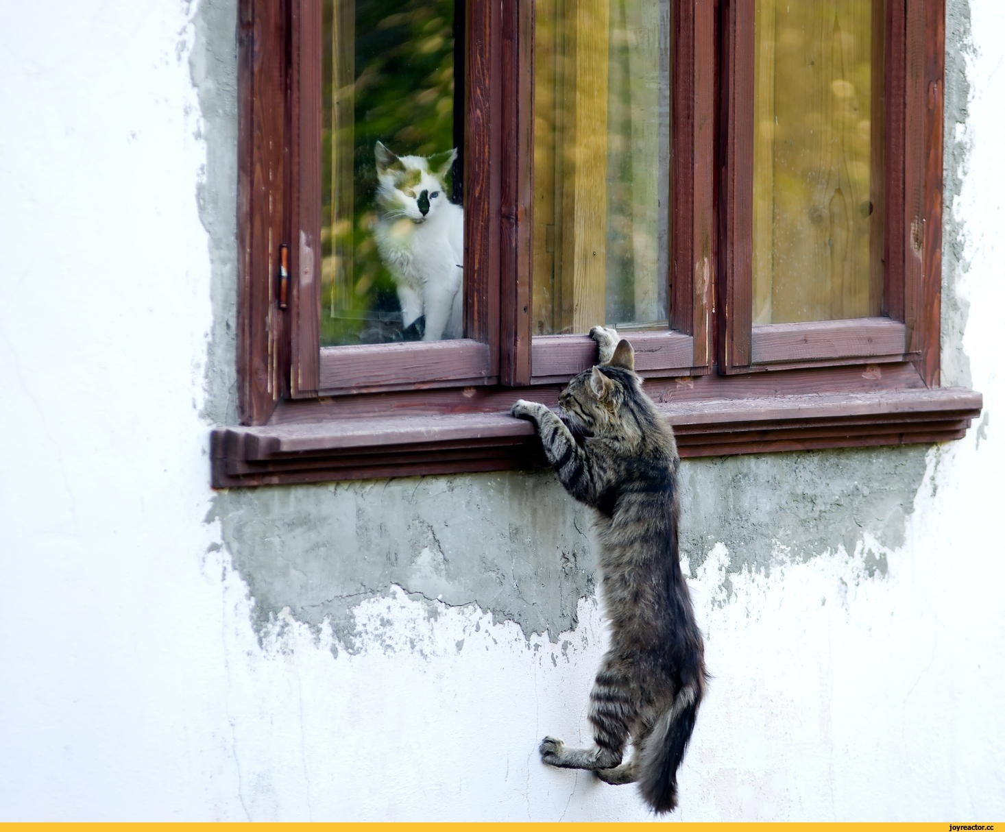 Утро стучит в окно. Кошка на окне. Кот на балконе. Кот стучится в окно. Кот за окном.