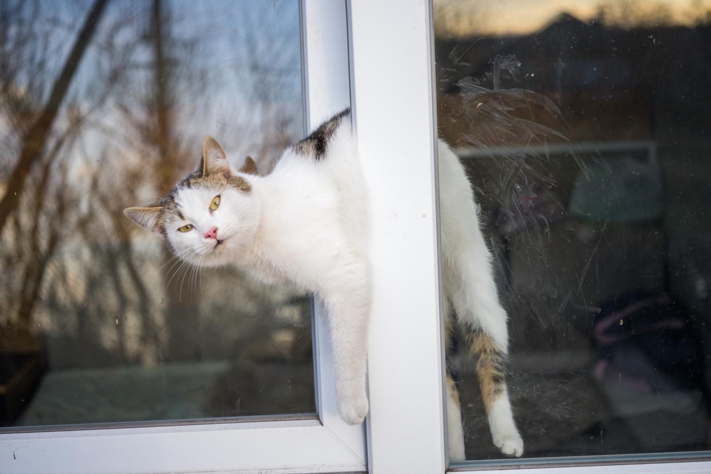 Вертикальное проветривание и кошки. Кот застрял в окне. Кошка застряла в окне. Коты застревают в окнах. Пластиковые окна кошки