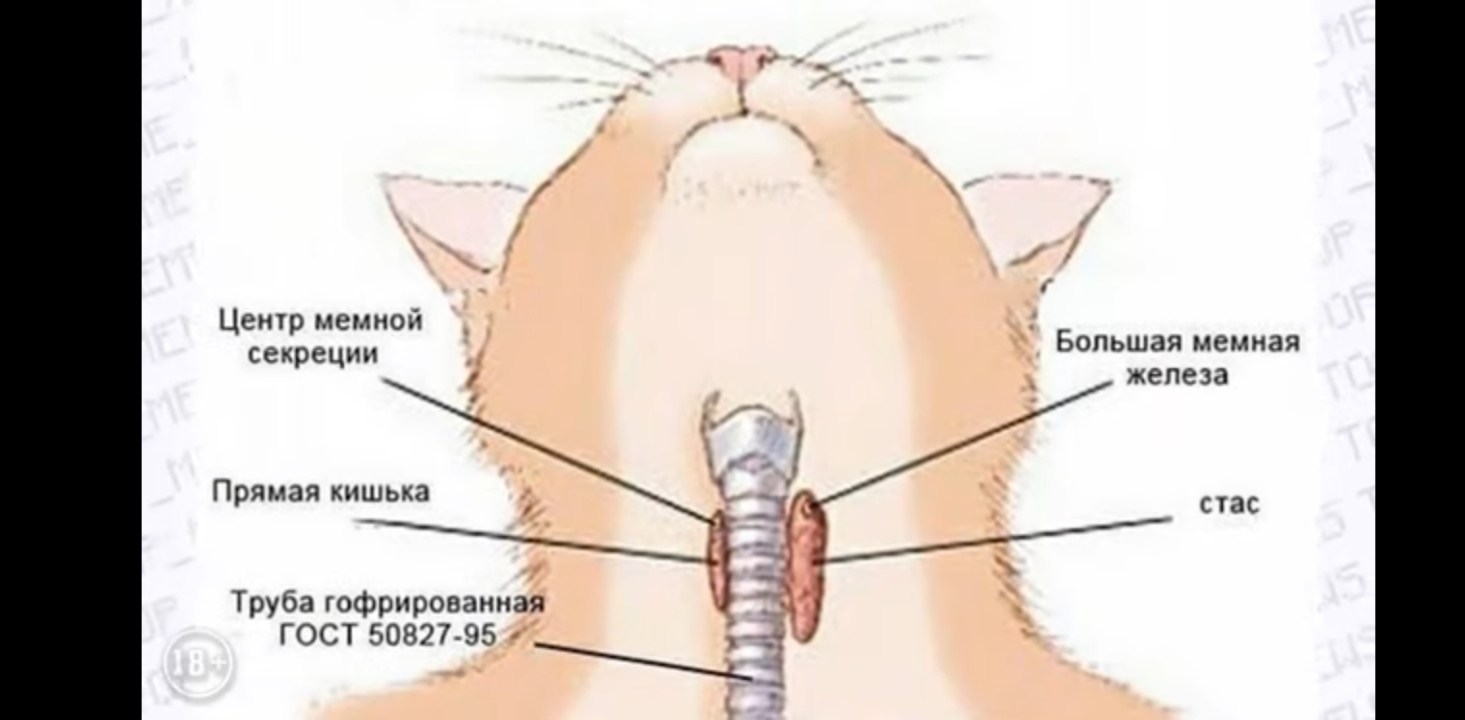 Пищевод кошки