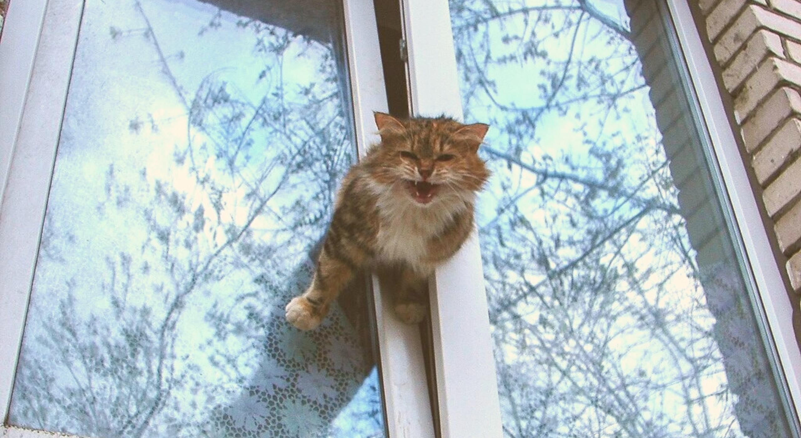 Window killer. Кошка на окне. Котик у окна. Коты на форточке. Котик из окна.