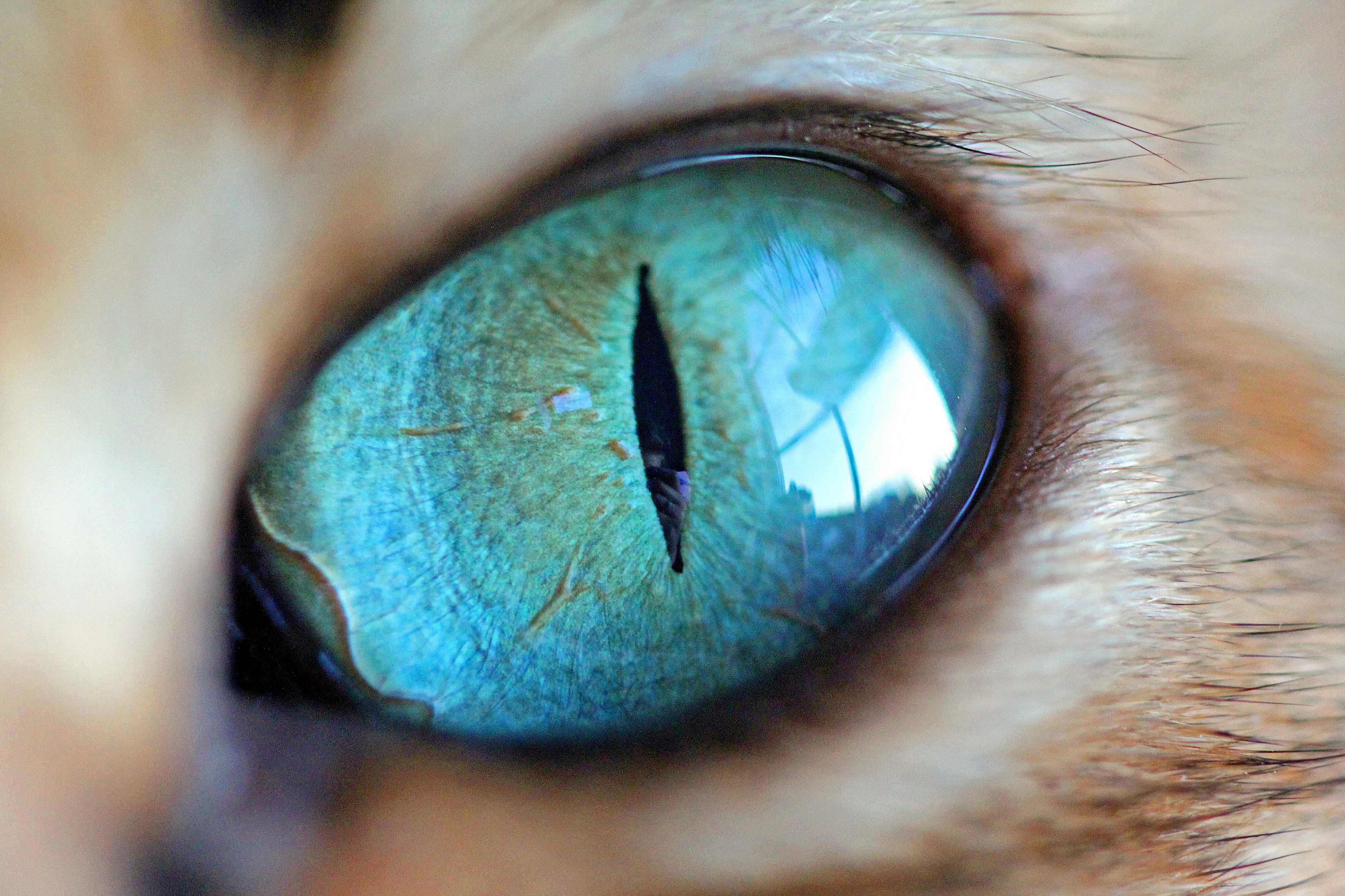 Радужка кошки. Необычные глаза животных. Глаза кошки. Кошачий глаз. Зрачок кошки.