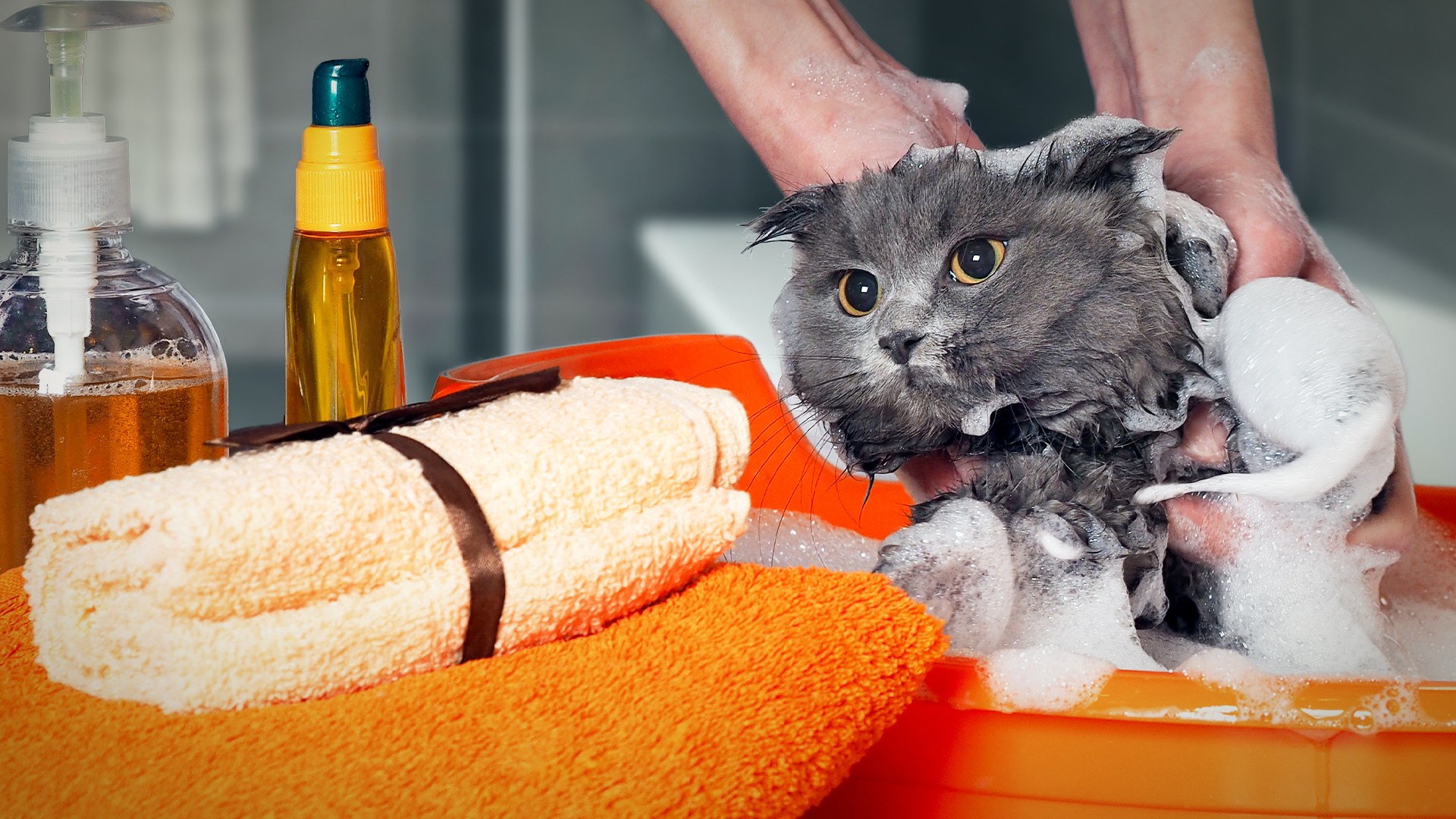 Можно мыть кота мылом. Мыло кошечка. Какими человеческими шампунями можно мыть кошку. Можно ли мыть кошек обычным шампунем для людей. Как купать кошку постелите полотенце.