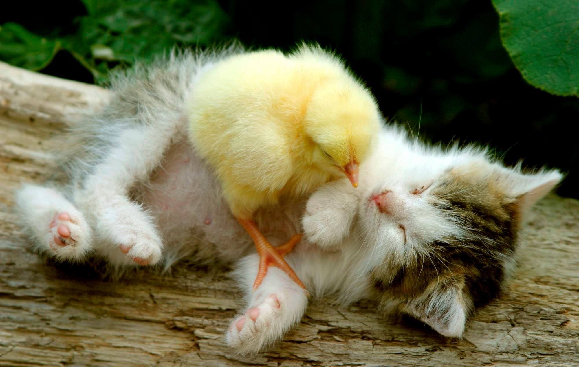 Маленькие цыпочки. Котенок и цыпленок. Милые цыплята и котята. Забавные животные. Кот и птенцы.