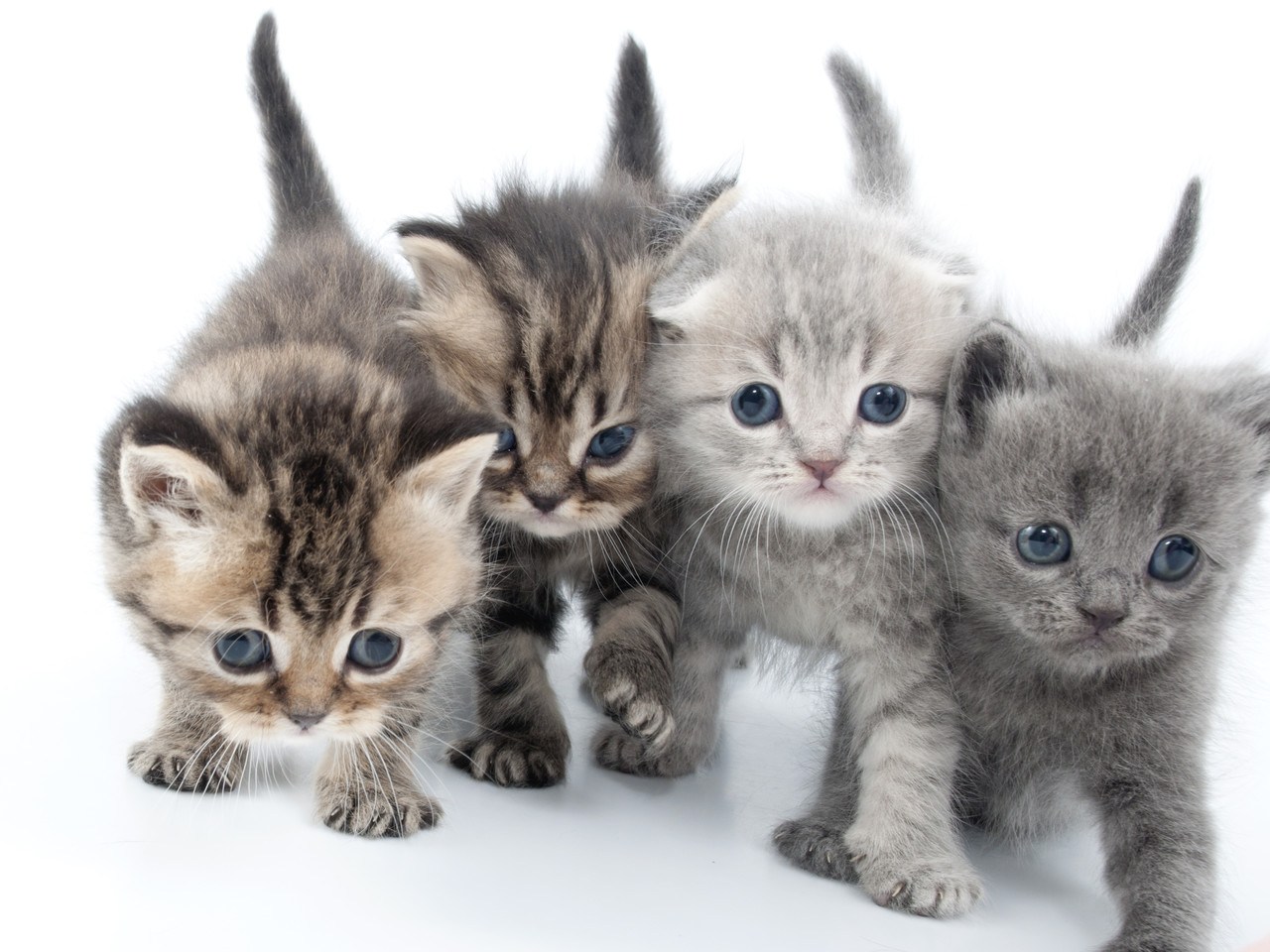 Четверо кошек. Четыре котенка. Четверо котят. Четыре милых котёнка. Котенок идет.
