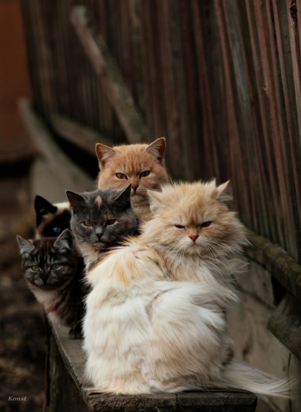 Четверо кошек. Рэгдолл и Мейн кун. Четыре котенка. Три кошки. Коты друзья.
