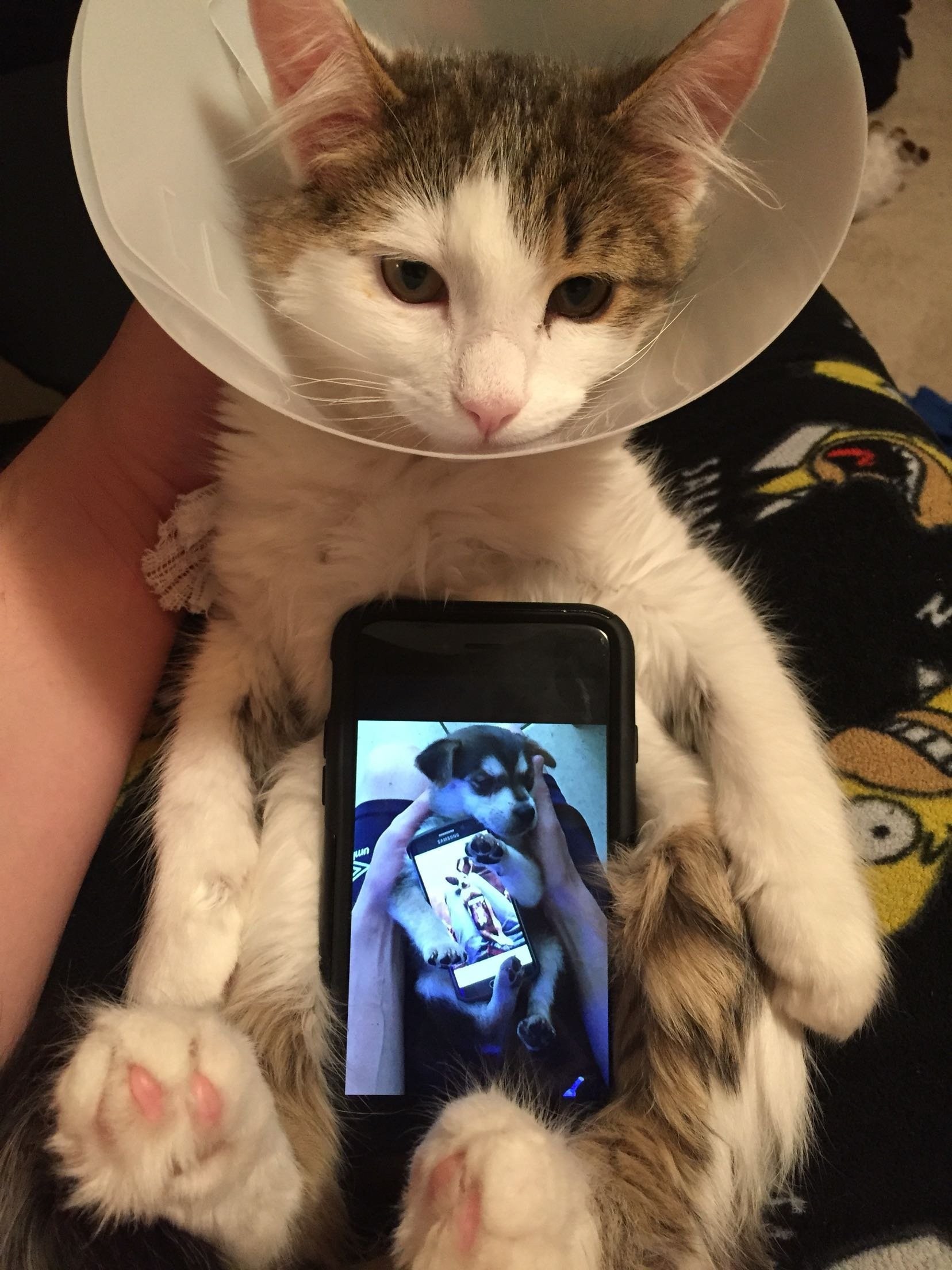Лапка на айфоне. Кошка с айфоном. Кошечка с айфоном. Селфи кота с айфоном. Коты Афона.
