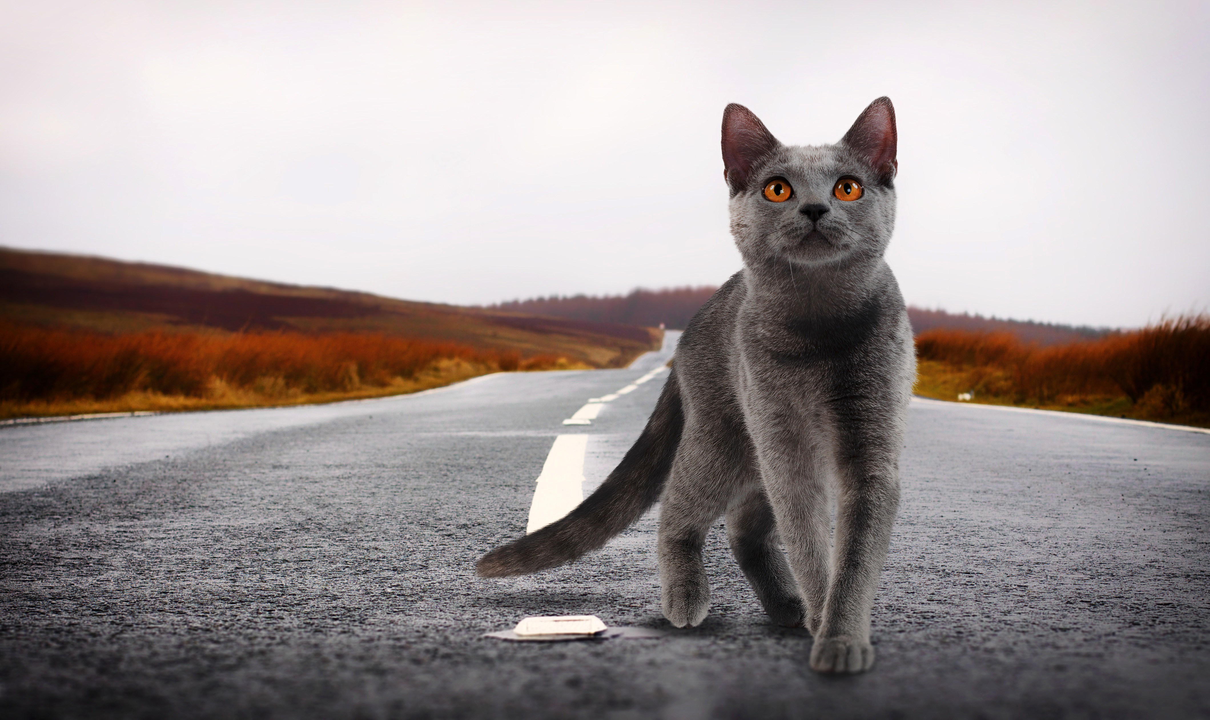 Возвращение котов домой. Кот идет. Коты на дороге. Кот идет вперед. Серый кот на дороге.