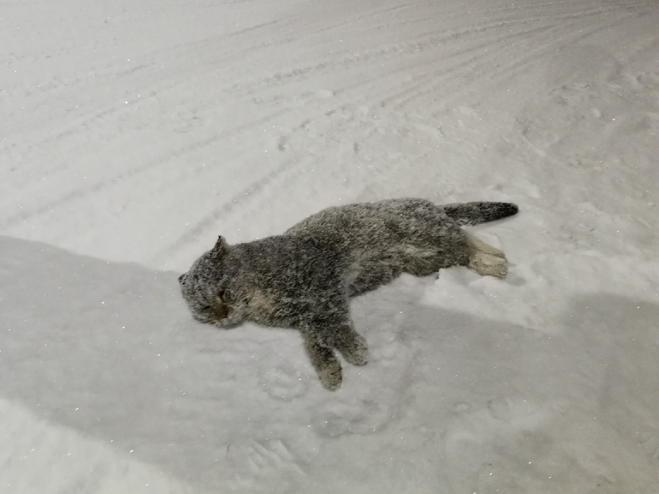 Снег голодный. Замерзшие котята в снегу. Замерзший котенок.