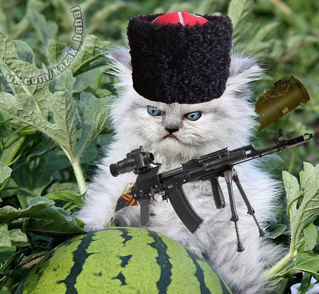Кота страйке. Кот военный. Кот в военной форме. Кот с пулеметом. Боевые коты.