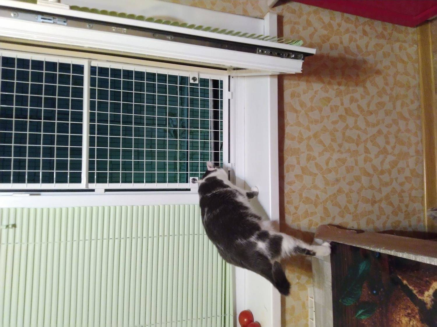 Купить сетку антикот. Решетка антикошка. Антикошка на окна. Москитная сетка антикот. Сетка на балкон для кошек.