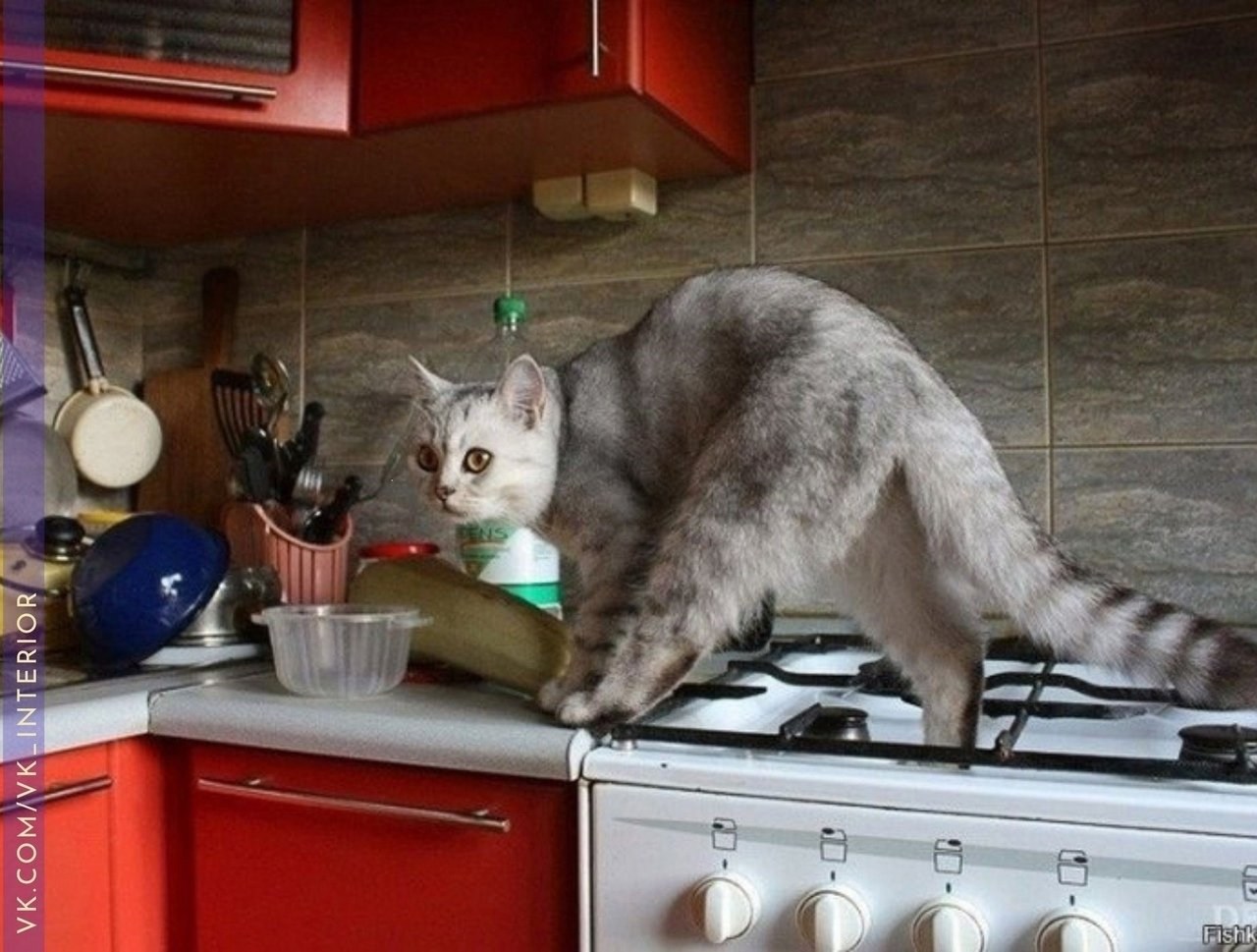 Котик на кухне
