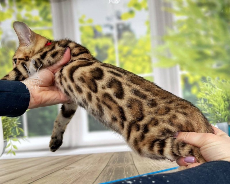 Бенгальская кошка в шубе