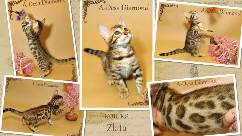 Груминг бенгальских кошек