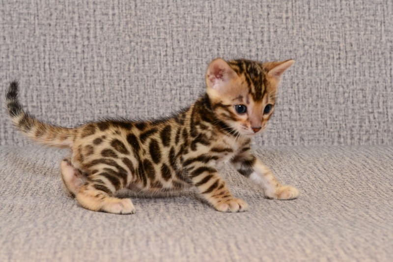 Бенгальский кот даром