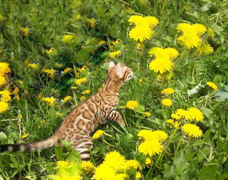Бенгальский сфинкс