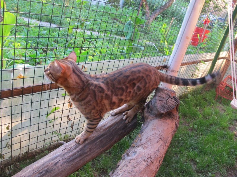 Вольер для бенгальской кошки