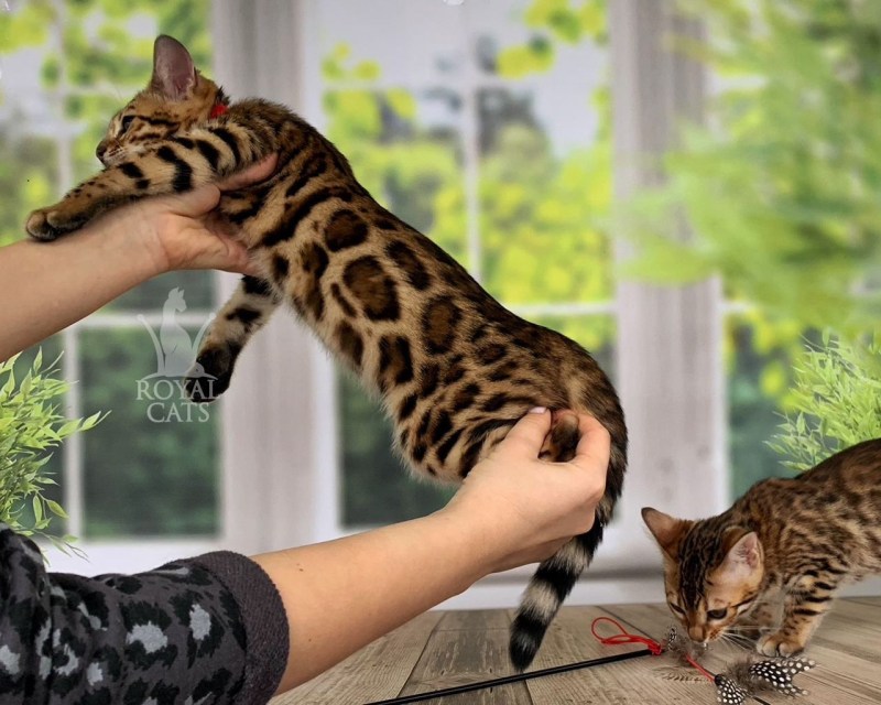 Бенгальские кошки разведение