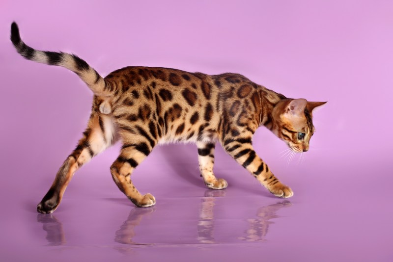 Кошки бенгальской породы