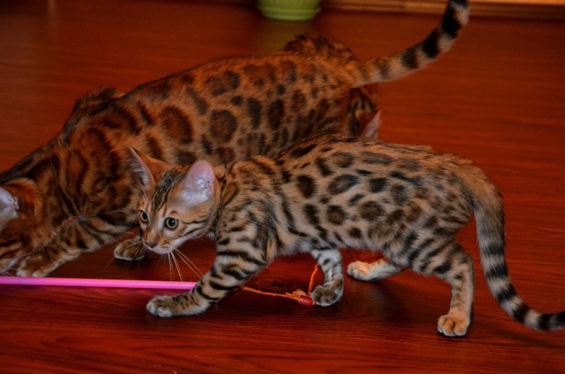 Бенгальские кошки разведение