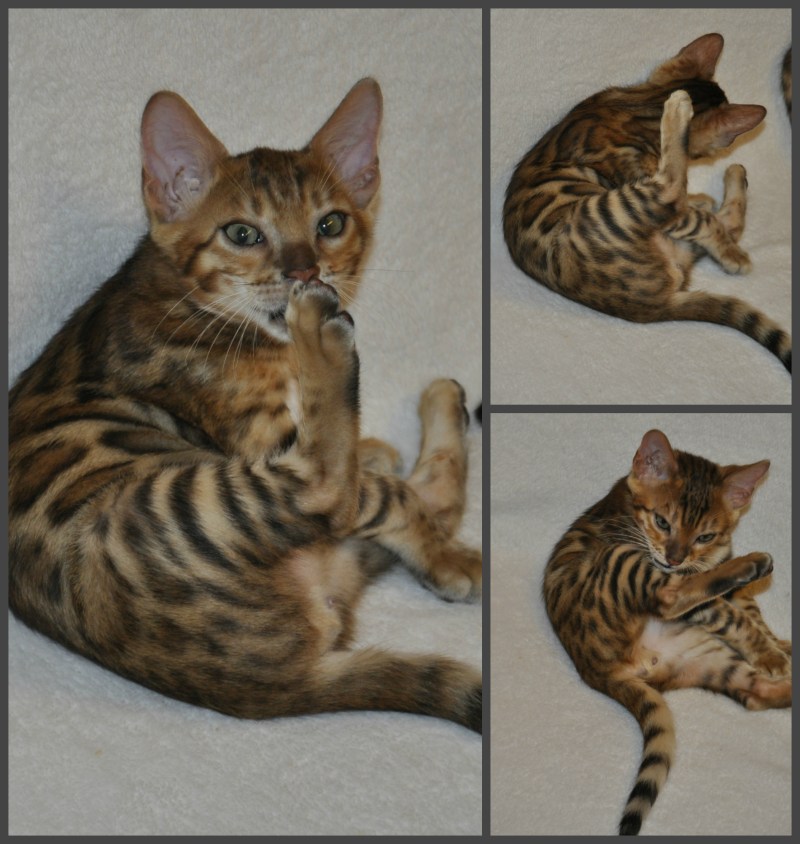 Розетка на золоте котята