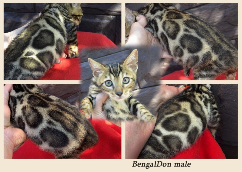 Чем кормить бенгальского котенка