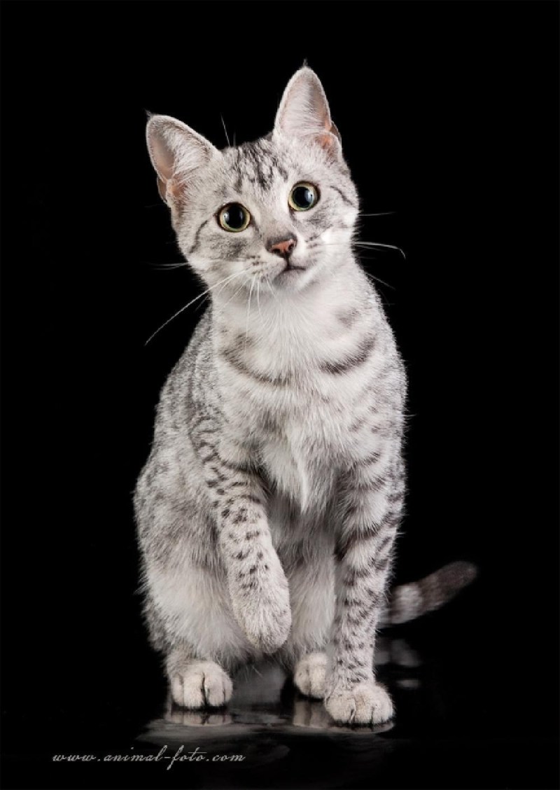 котенок египетская мау фото