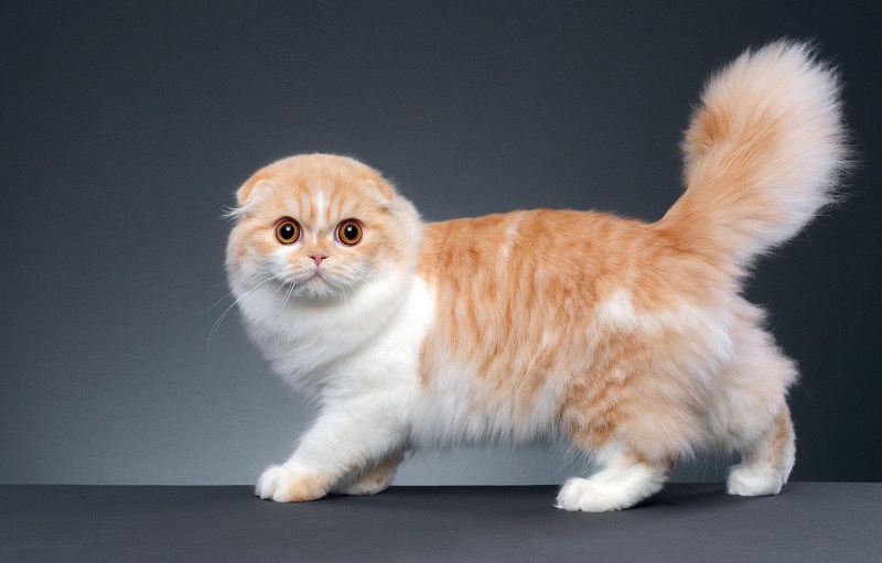 Манчкин кошка рыжая