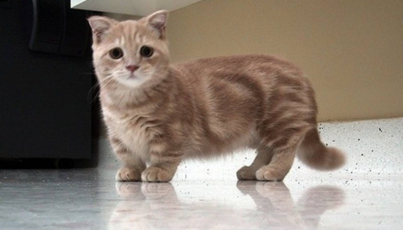 Манчкин кошка короткошерстная