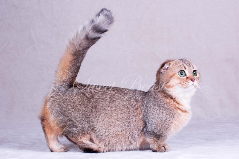 Манчкин кошка вислоухая