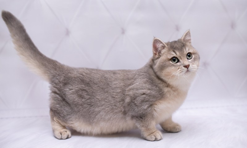 Круглоухий кот- Манчкин