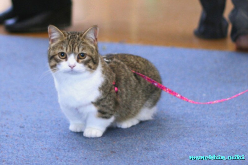 Коротконогие кошки Манчкин
