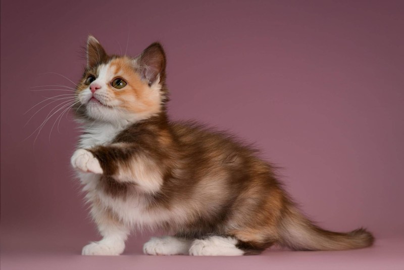 Манчкин котята