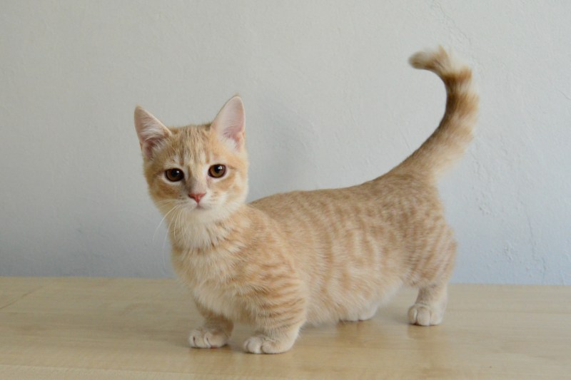 Манчкин кот