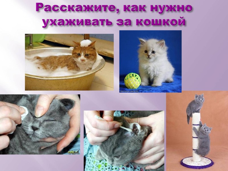Как ухаживать за кошкой
