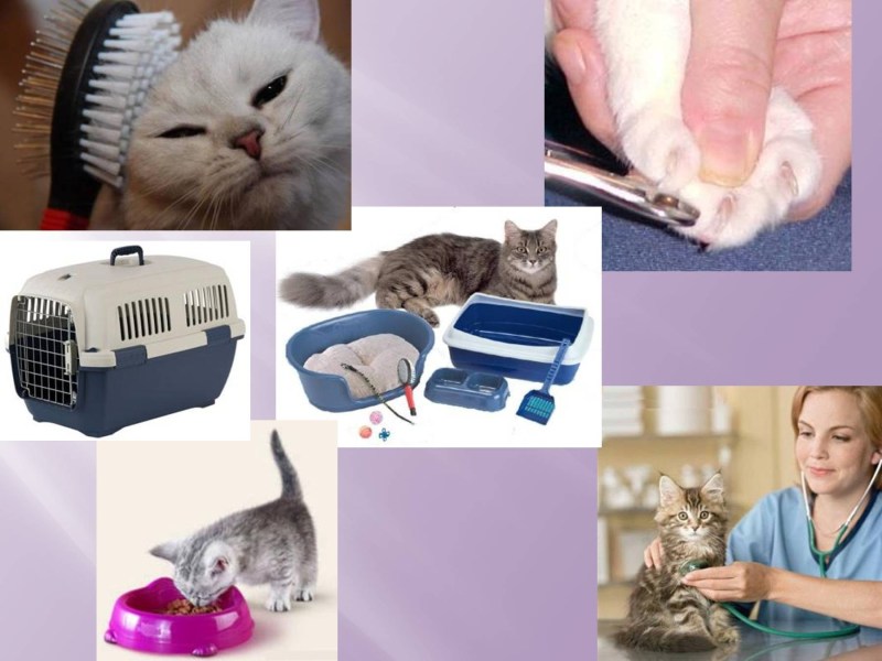 Предметы ухода за кошкой