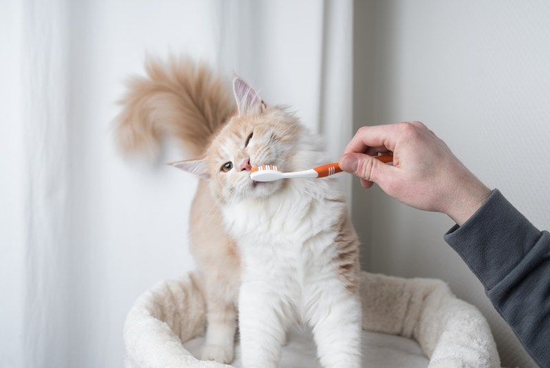 Кот с зубной щеткой
