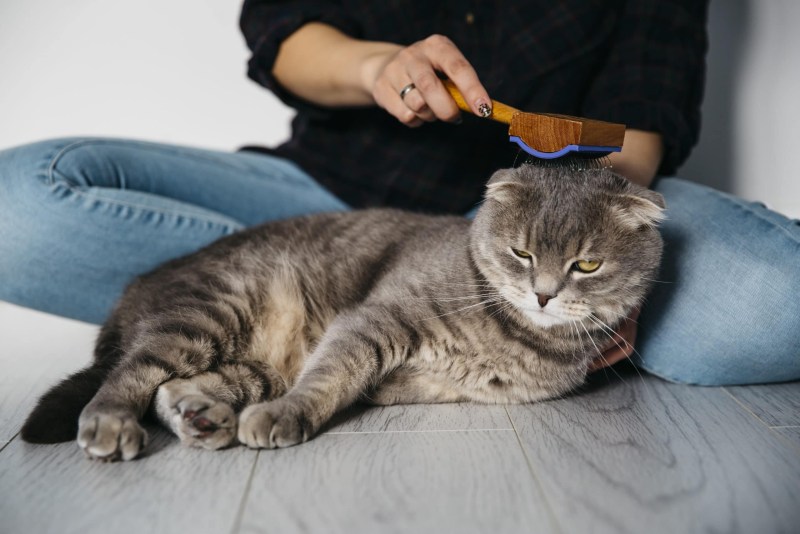 Вычесывание шотландских кошек