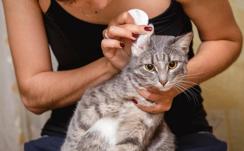 Кошка которую расчесывают