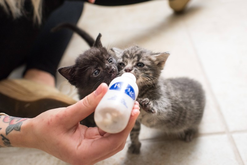 Кормление котят