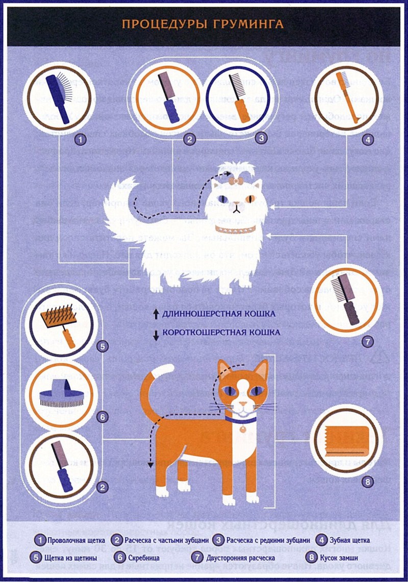 Как ухаживать за кошкой