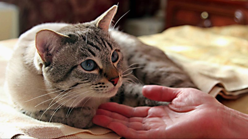 Кот ухаживает за кошкой