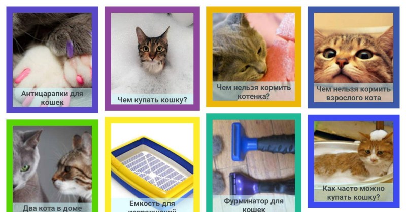 Как ухаживать за кошкой в картинках