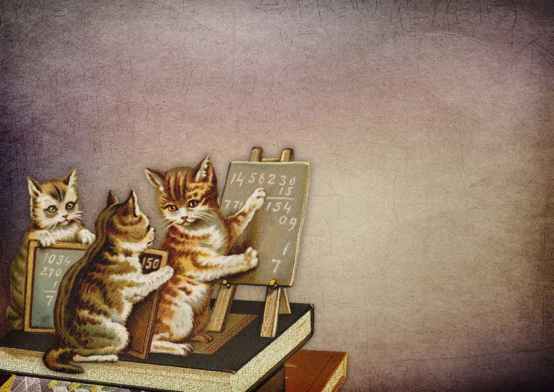 Котята в школе