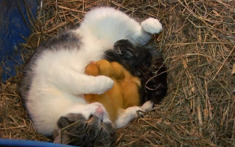 Кошка усыновила утят