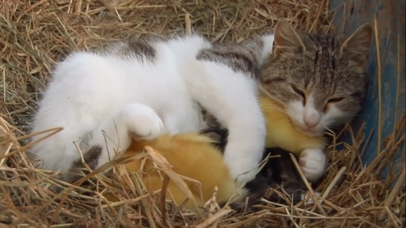 Котенок и утенок