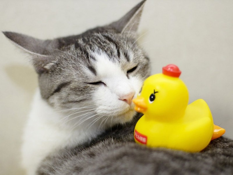 Игрушка «котенок»