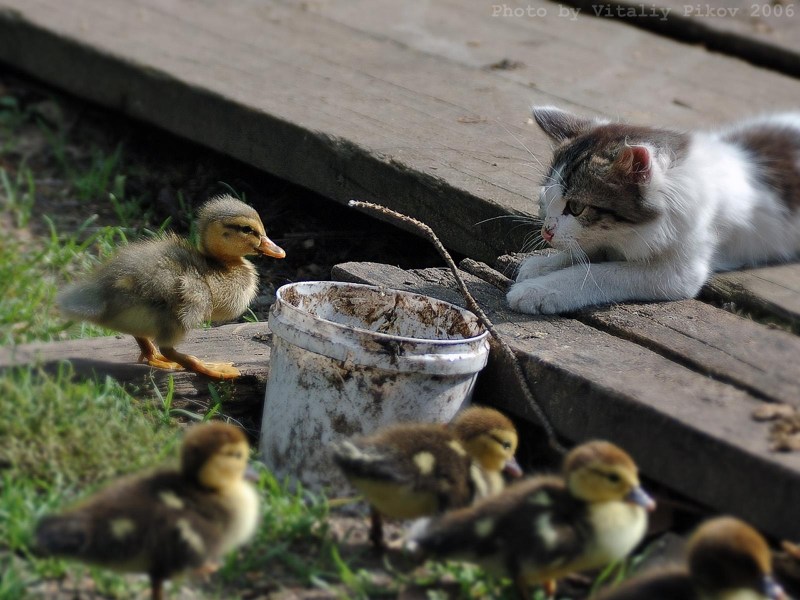 Кот и утенок
